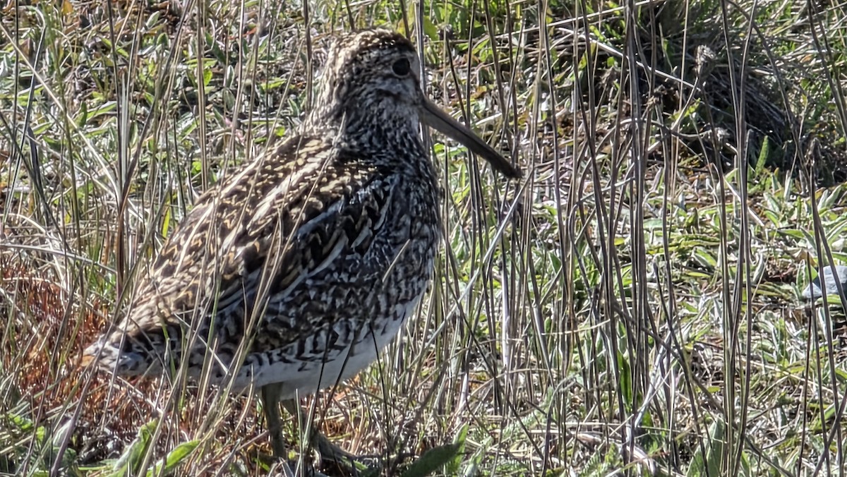 Magellanic Snipe - ML644222356