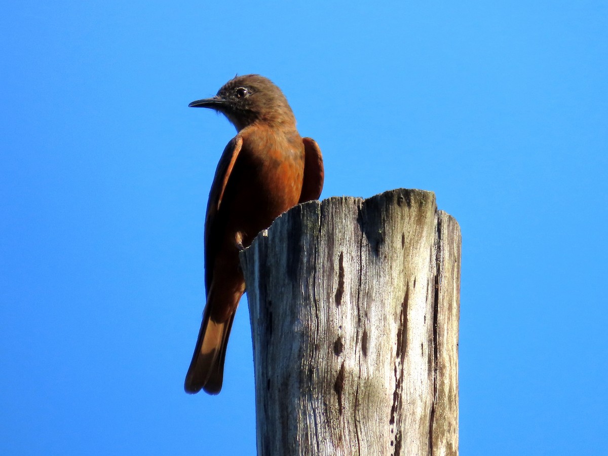 Cliff Flycatcher - ML644222362