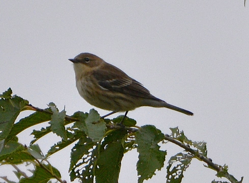 Миртовый певун - ML644222369