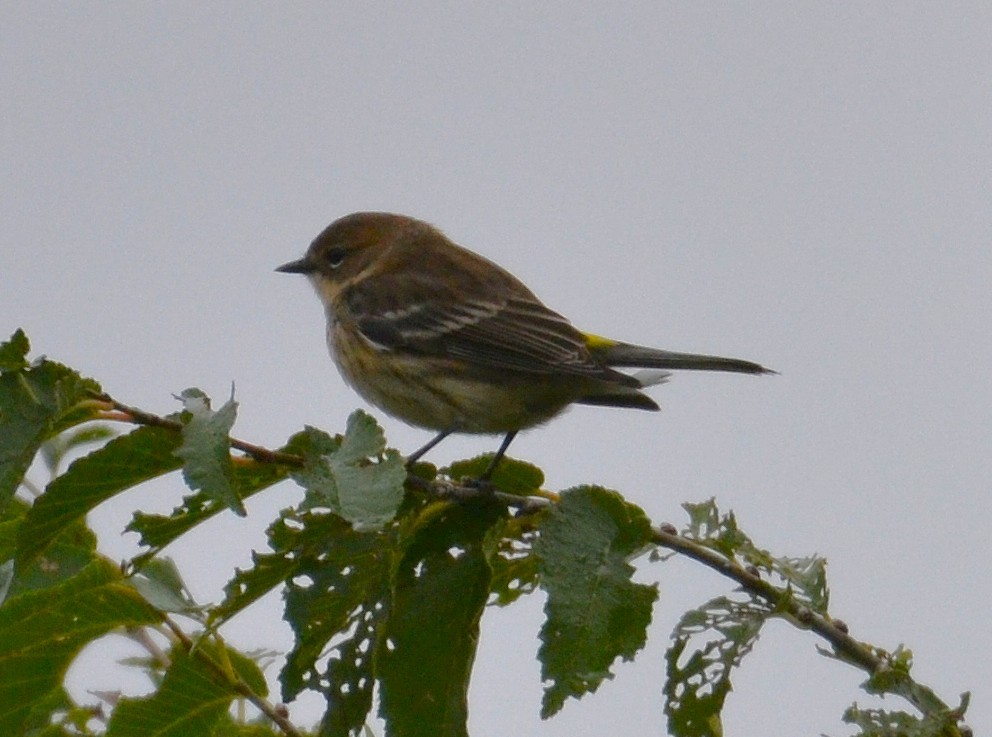 Миртовый певун - ML644222370