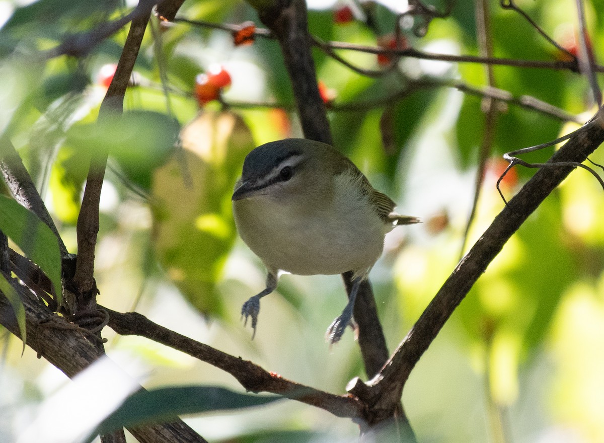 zelenáček červenooký - ML644222377