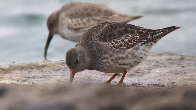Purple Sandpiper - ML644222406