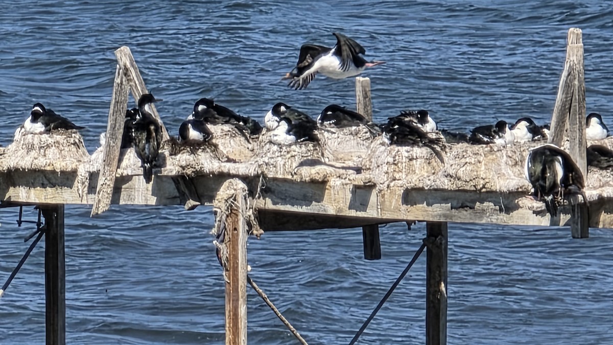 Imperial Cormorant (Imperial) - ML644222421