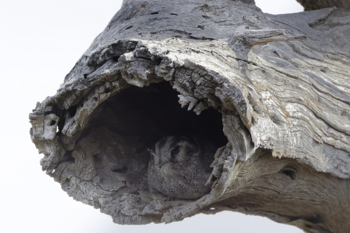 Australian Owlet-nightjar - ML644222430