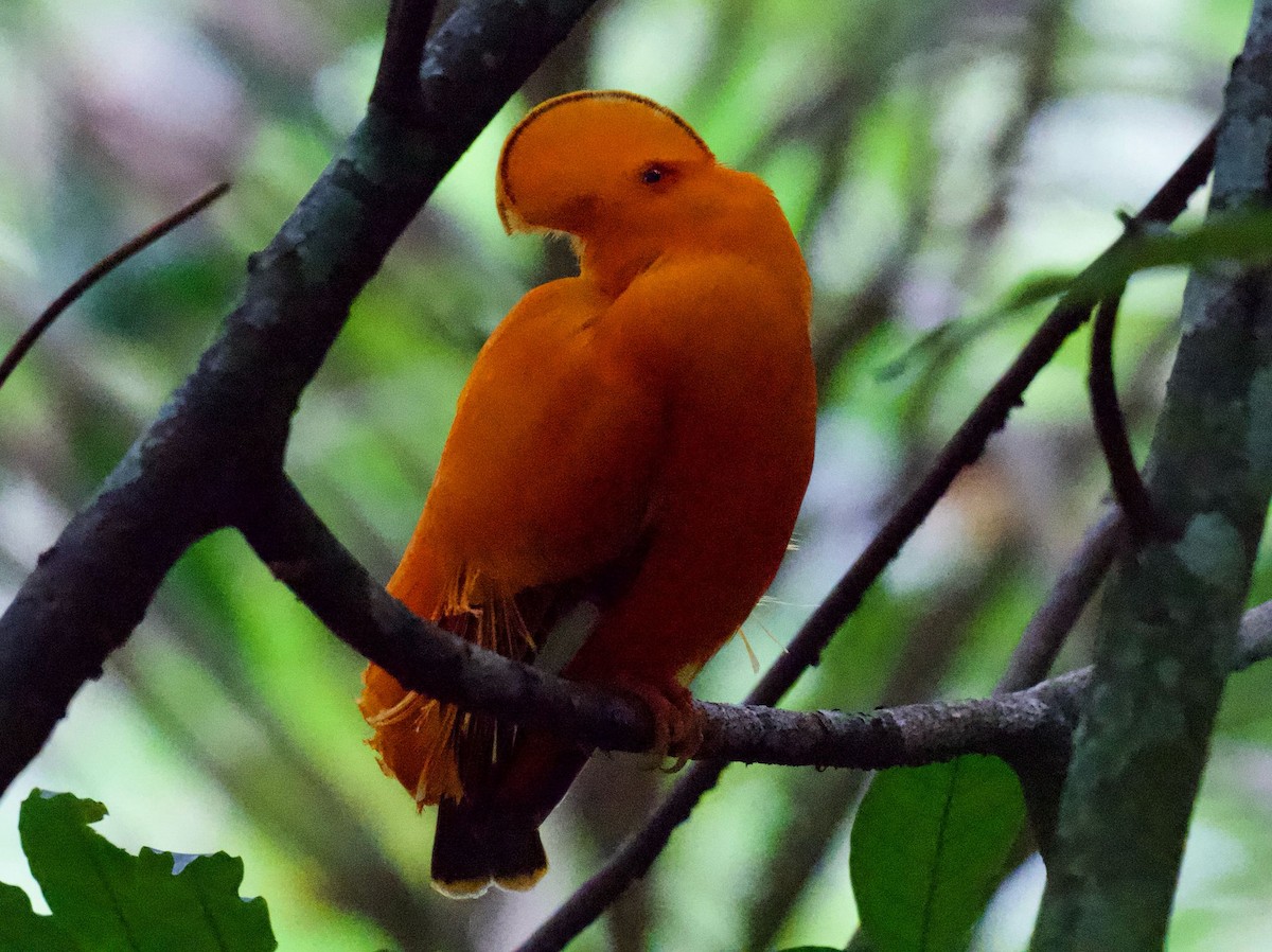 Harpie féroce - ML644222440