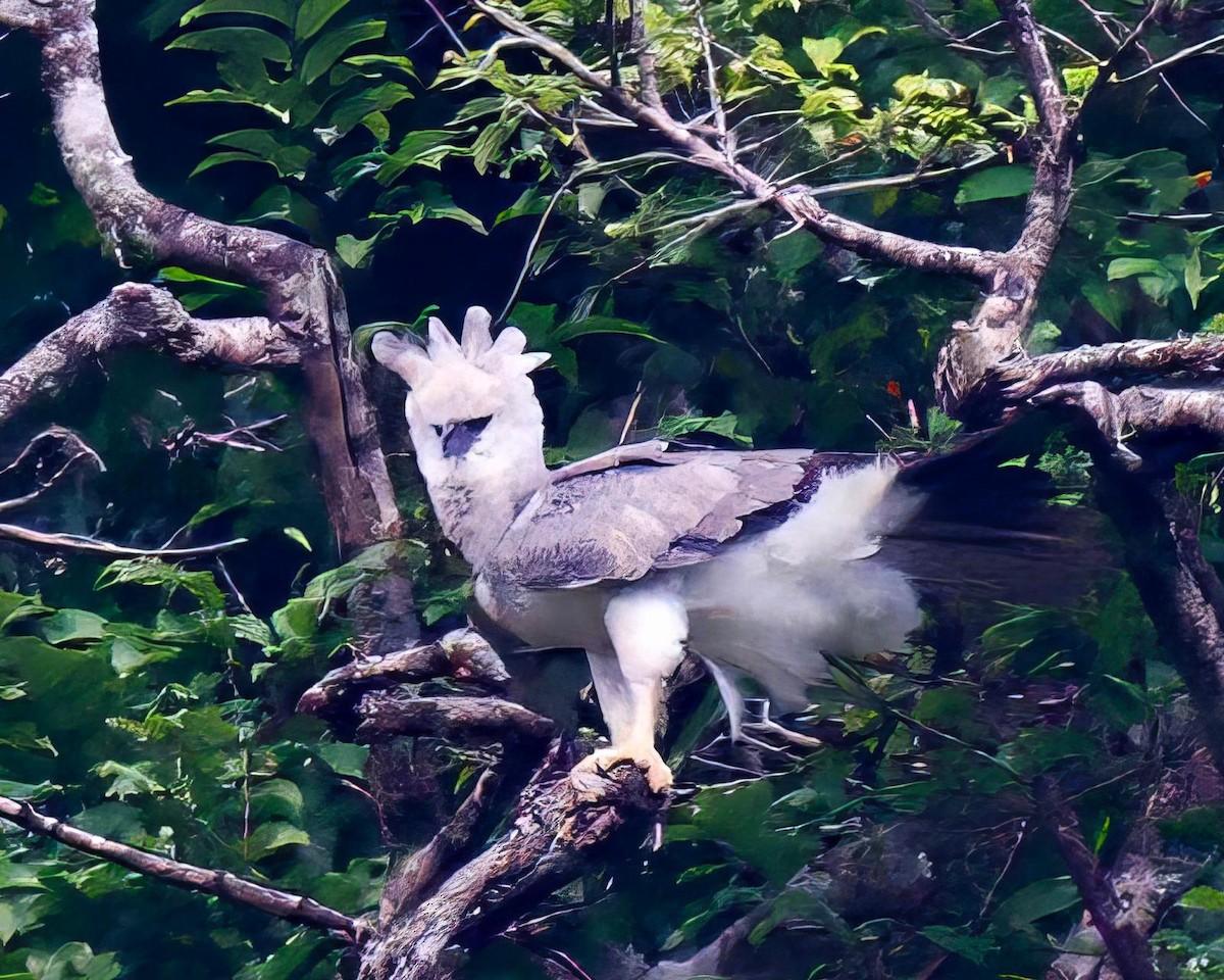 Harpie féroce - ML644222441