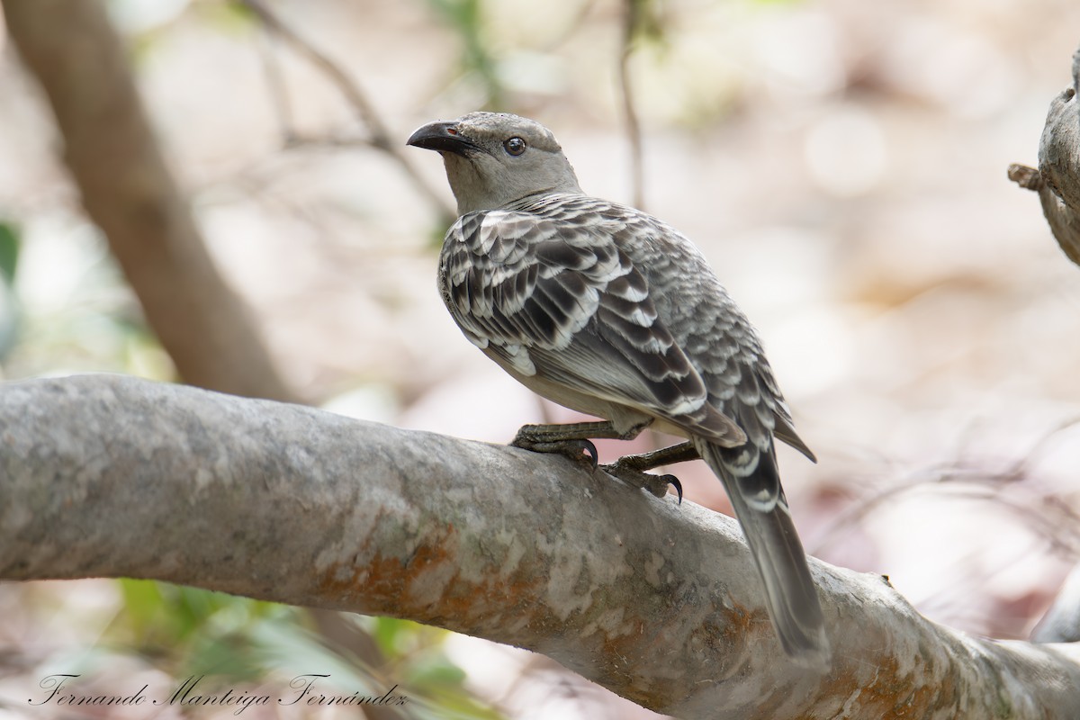 Great Bowerbird - ML644222465