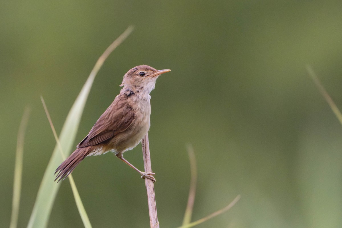 Rousserolle effarvatte - ML644222478