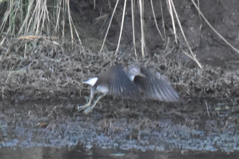 vodouš kropenatý - ML644222486