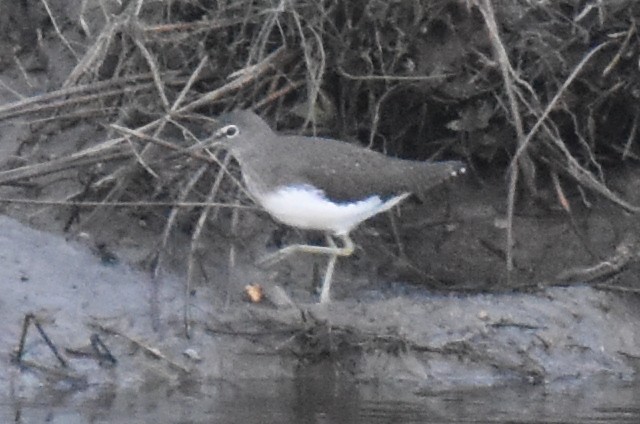 vodouš kropenatý - ML644222488