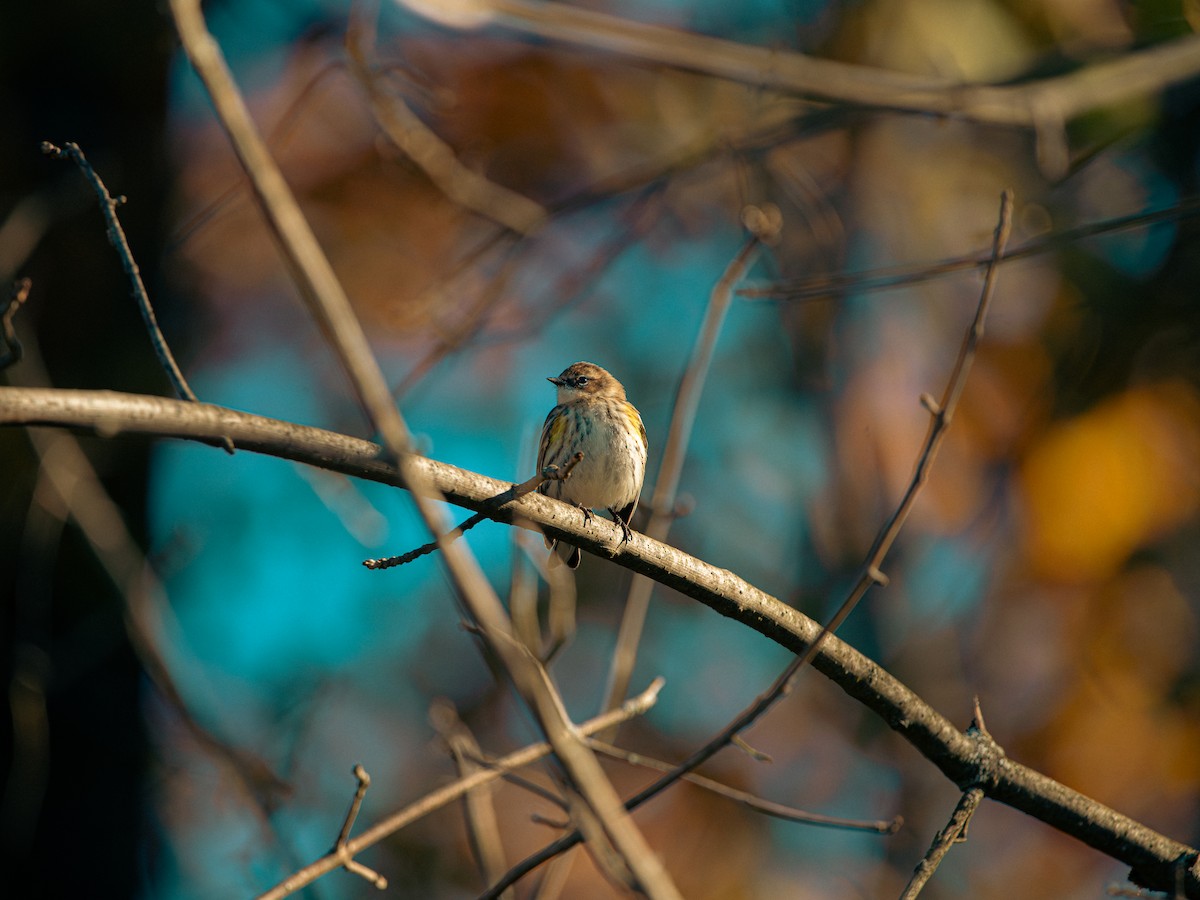 キヅタアメリカムシクイ - ML644222489