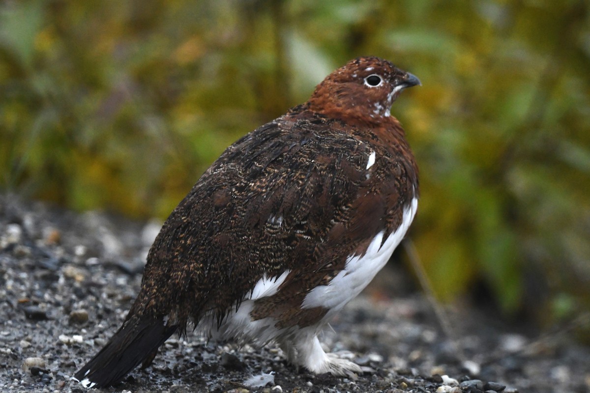 Moorschneehuhn - ML644222496