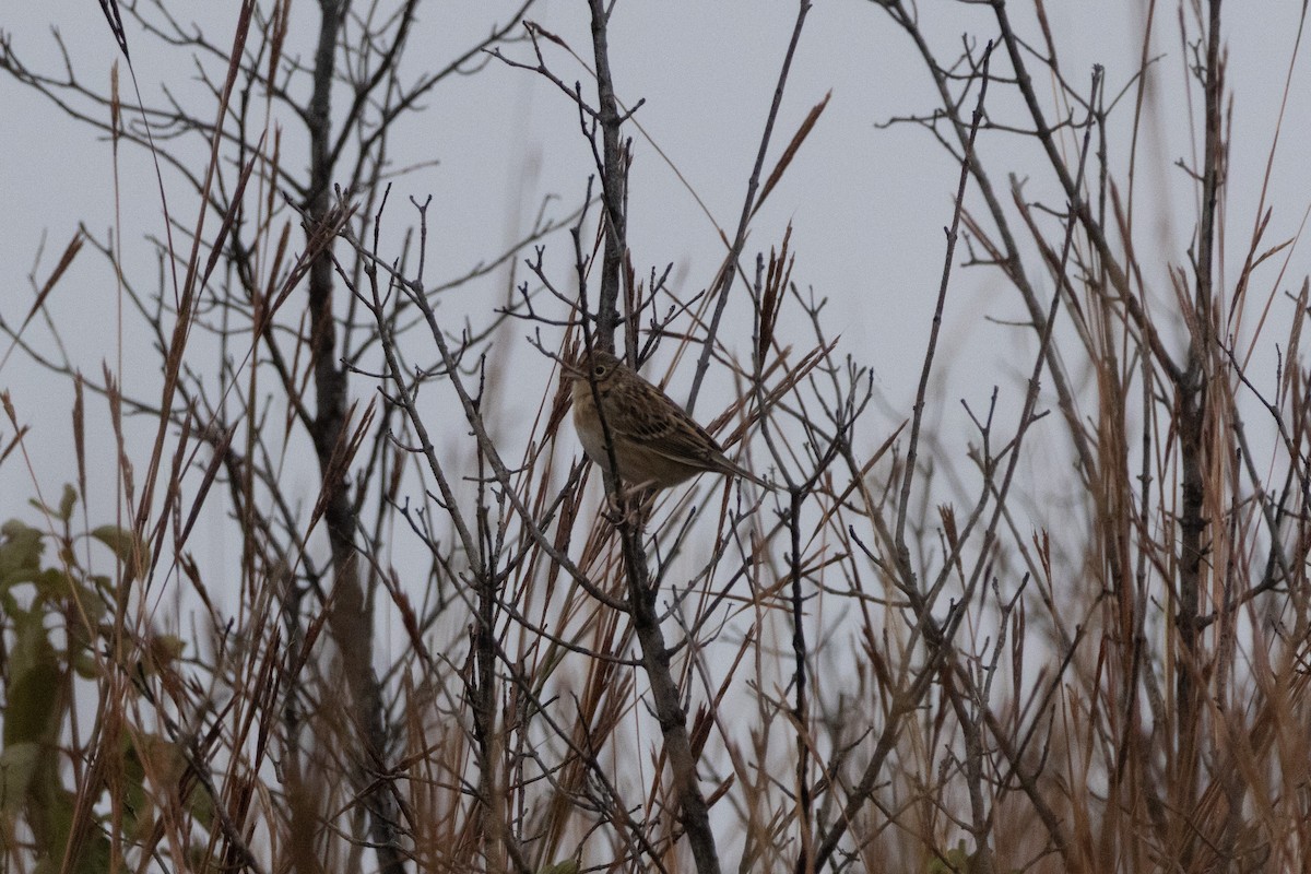 Grasshopper Sparrow - ML644222500
