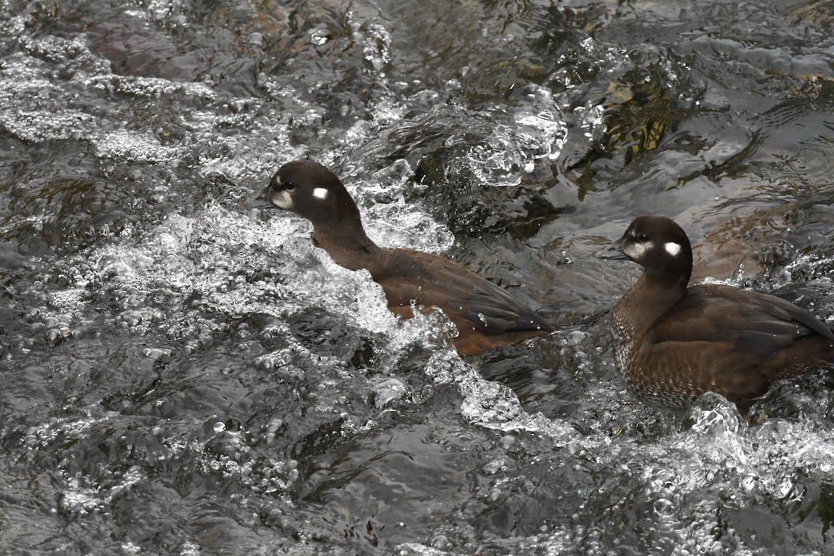 Ahate arlekina - ML644222521