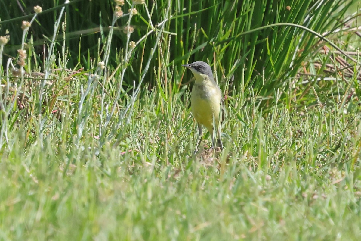 Western Yellow Wagtail (thunbergi) - ML644222569