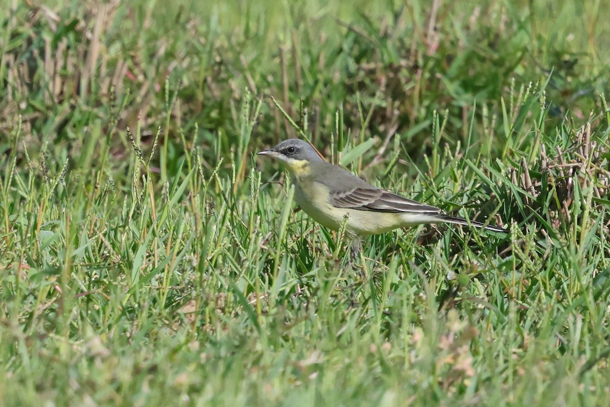 Western Yellow Wagtail (thunbergi) - ML644222570