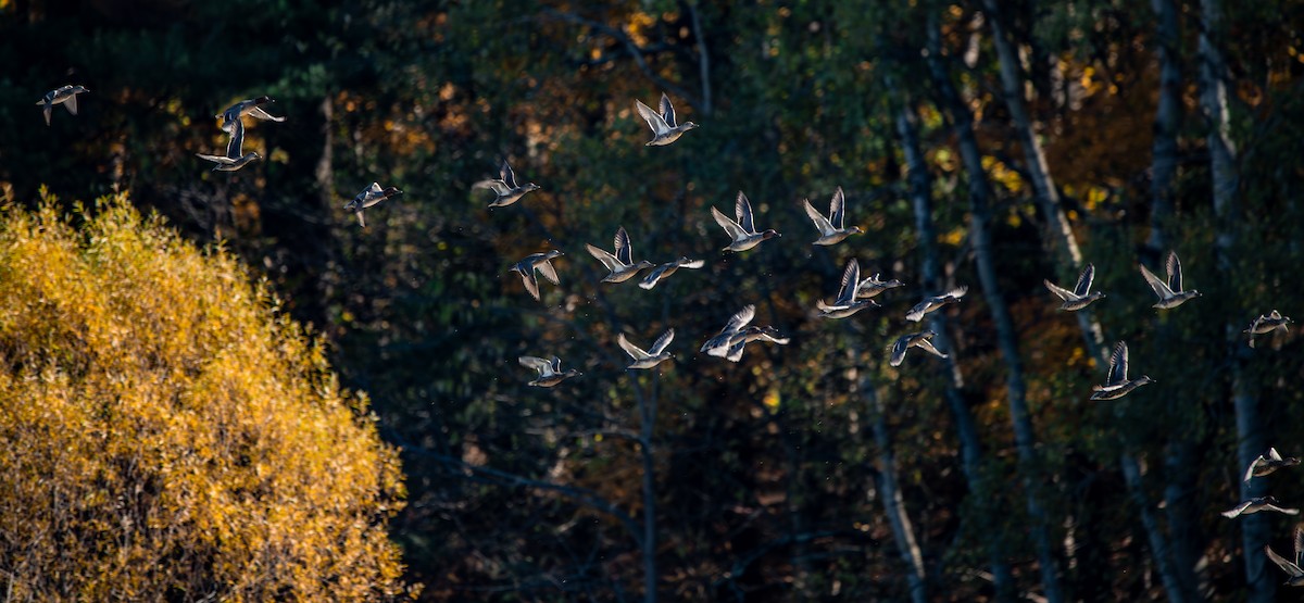 コガモ - ML644222576