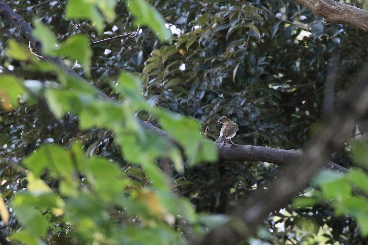 Бүгээн хөөндэй - ML644222589