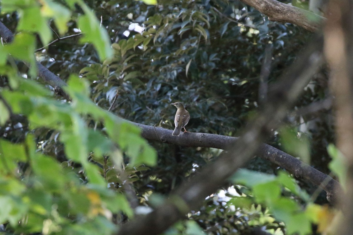 Бүгээн хөөндэй - ML644222590