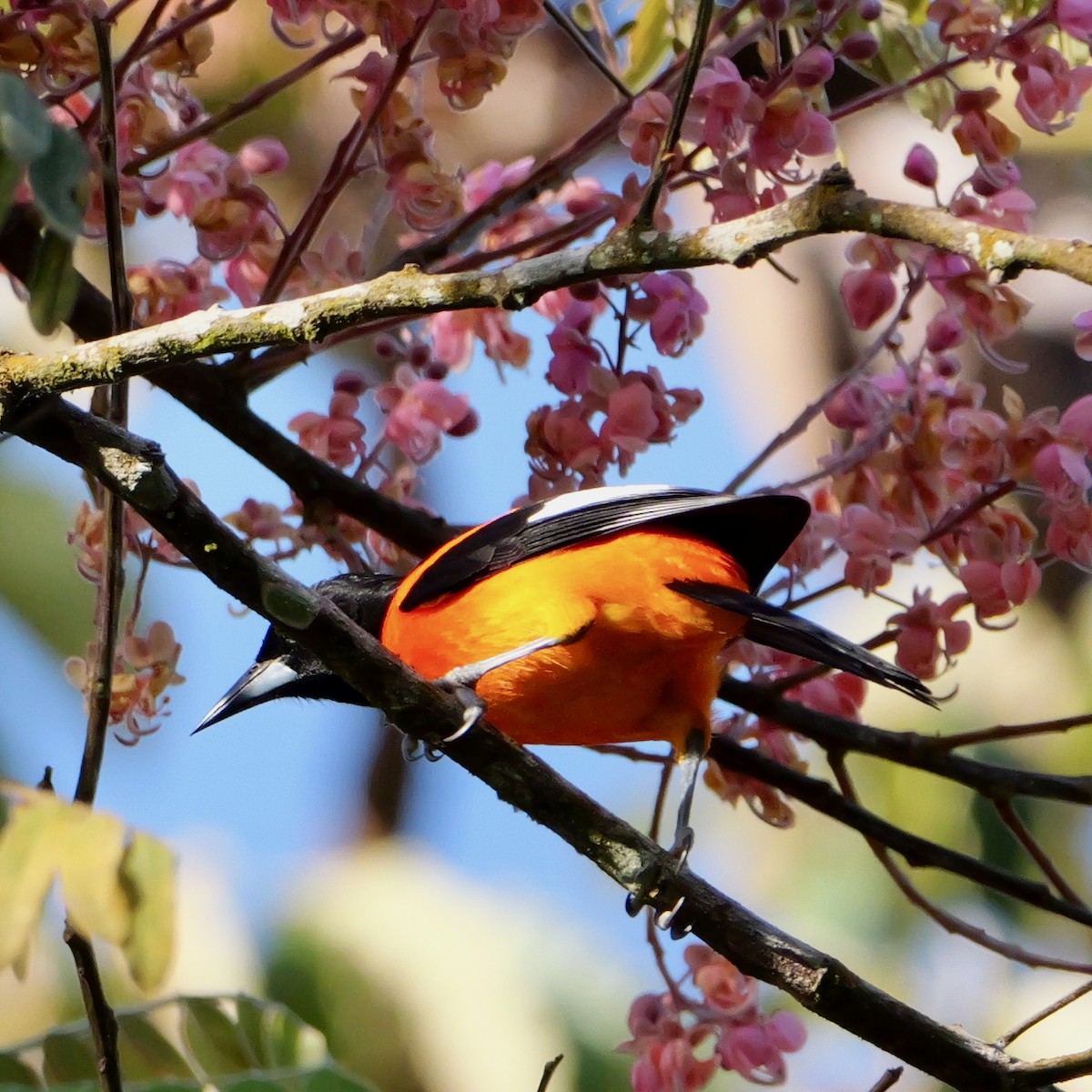 Campo Troupial - ML644222626