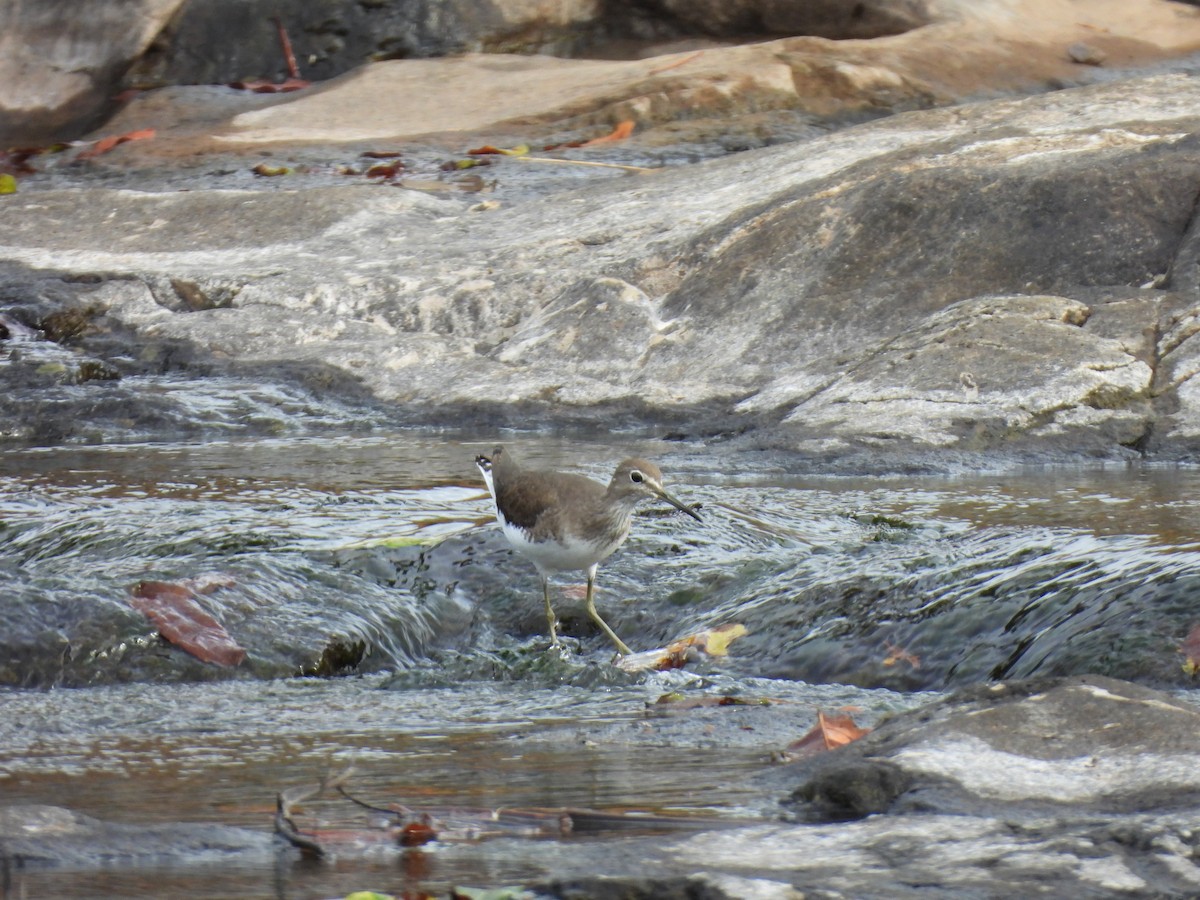 vodouš kropenatý - ML644222636