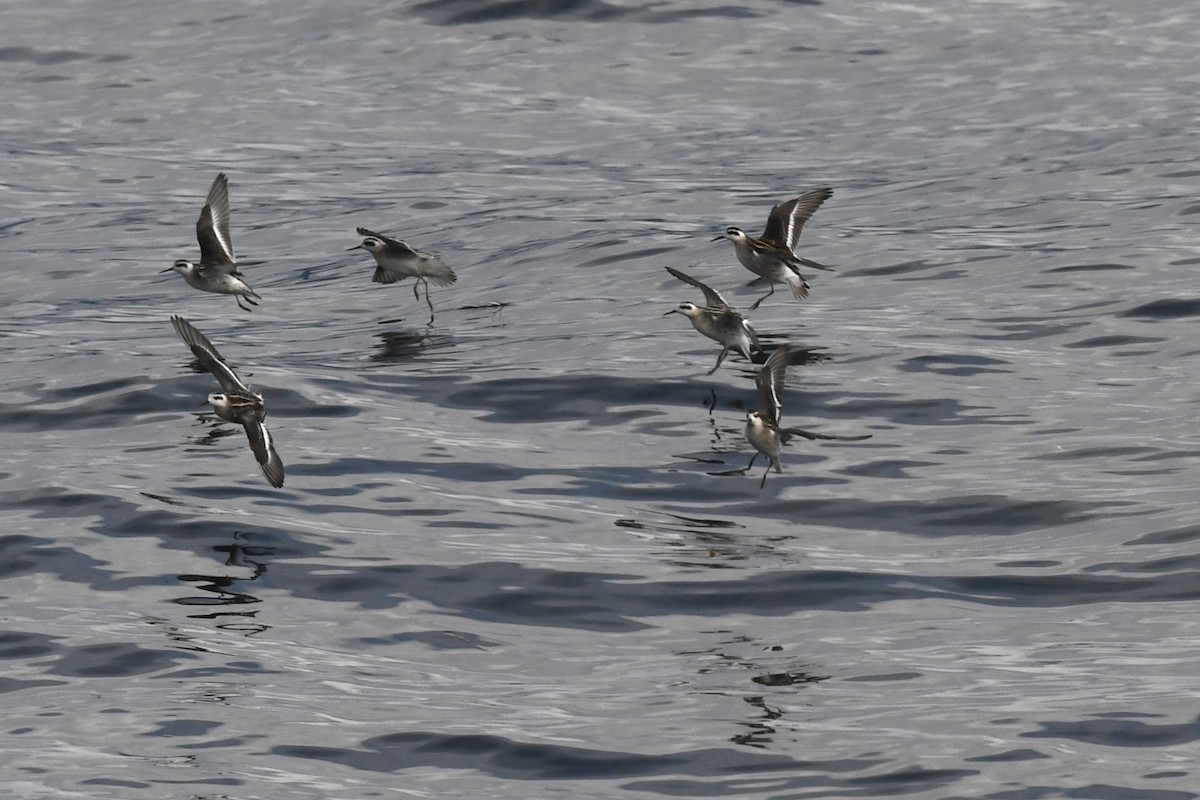 Нарийн сэлээхэй - ML644222660