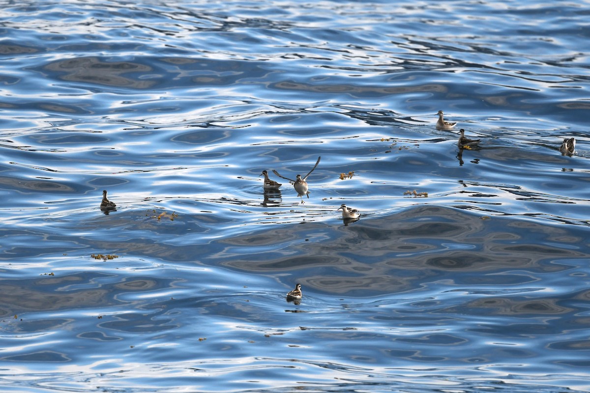 Нарийн сэлээхэй - ML644222662