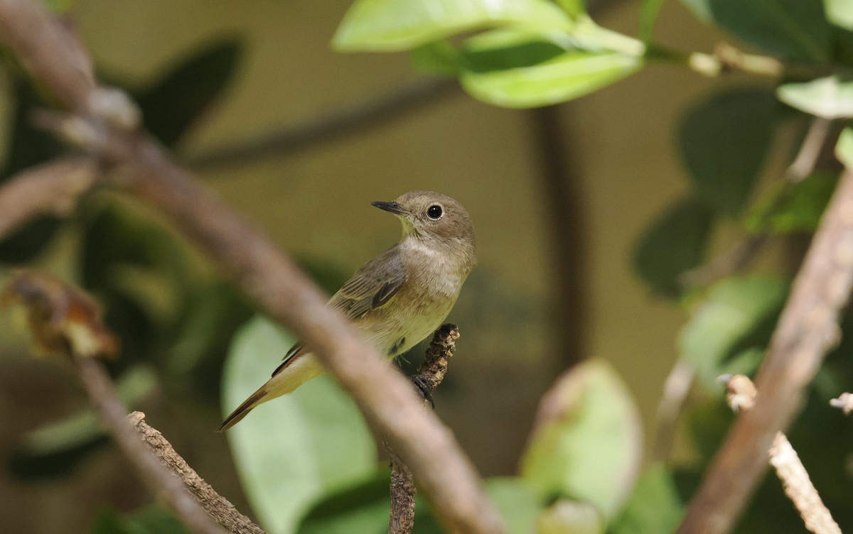 Эгэл гал сүүлт - ML644222667