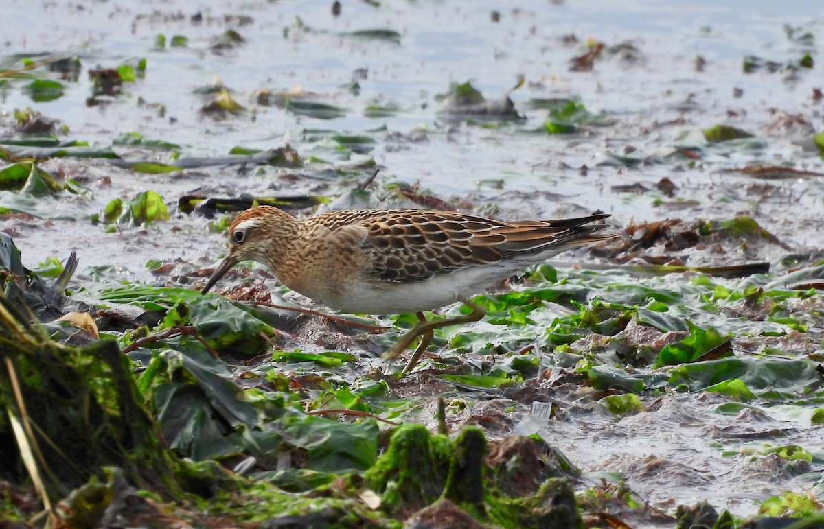 Sharp-tailed Sandpiper - ML644222671