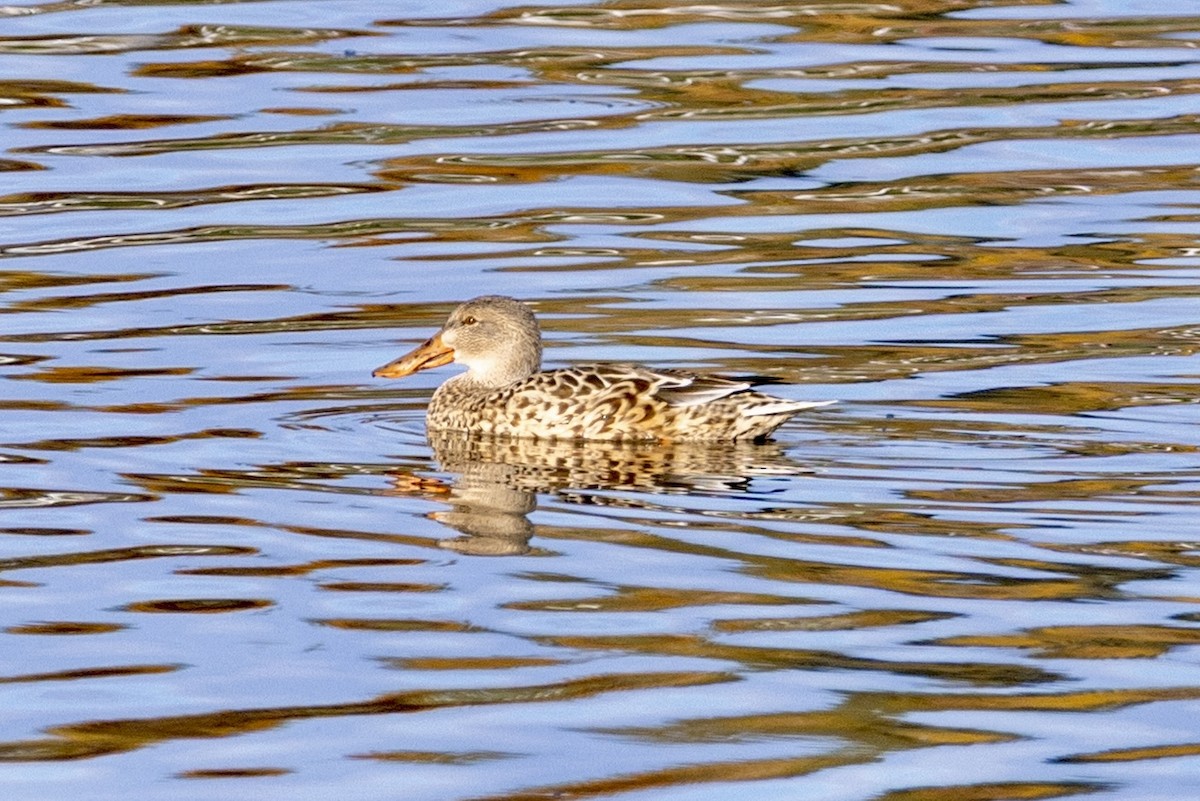 Халбага нугас - ML644222674