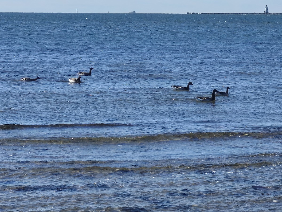 Brant (Pale-bellied) - ML644222678