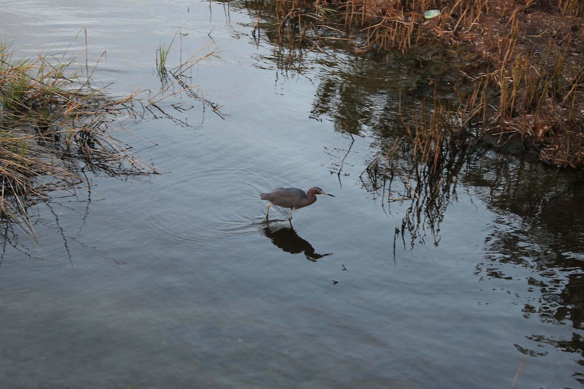 Little Blue Heron - ML644222680
