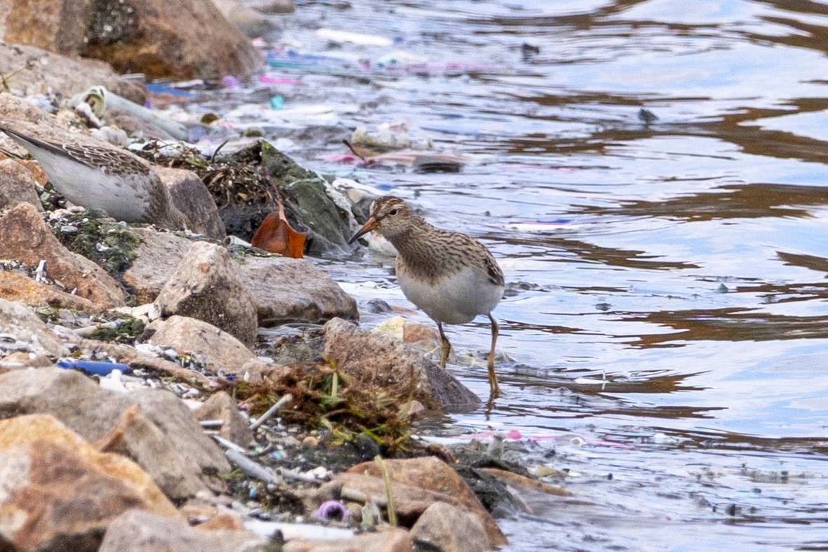 Орог элсэг - ML644222686