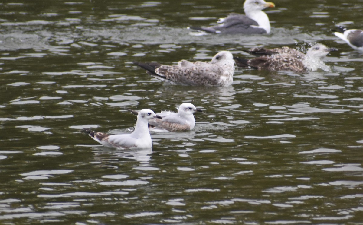 ニシズグロカモメ - ML644222688