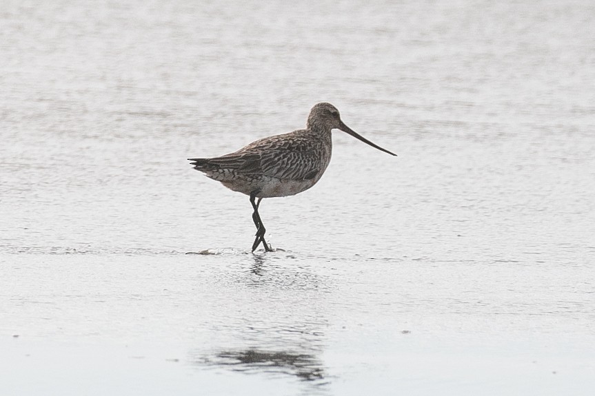 Bar-tailed Godwit - ML644222692