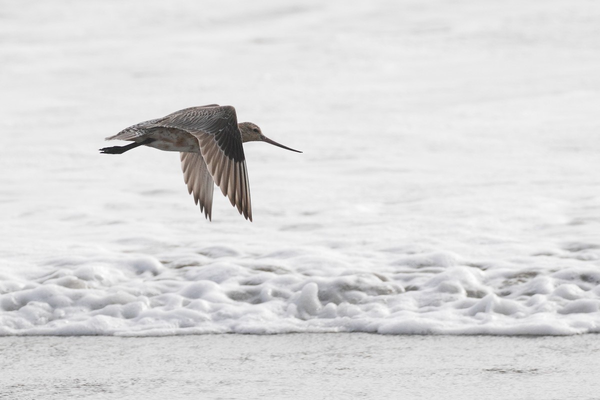 Bar-tailed Godwit - ML644222693