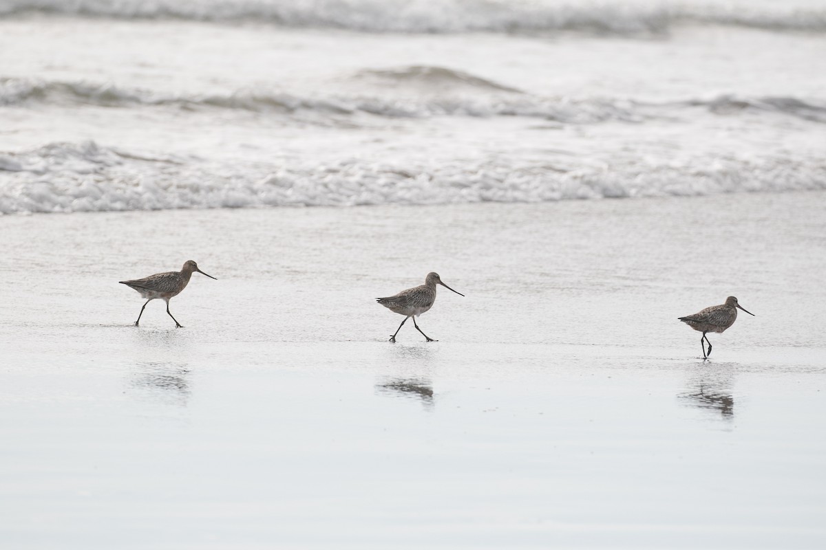 Bar-tailed Godwit - ML644222694