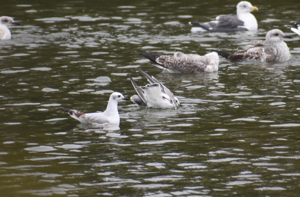 ニシズグロカモメ - ML644222695