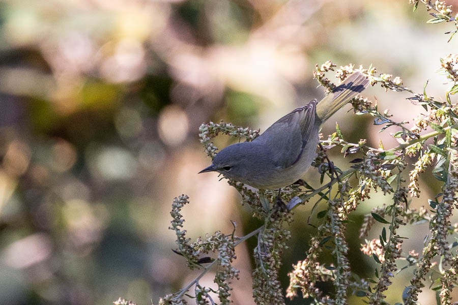 Orange-crowned Warbler - ML644222704