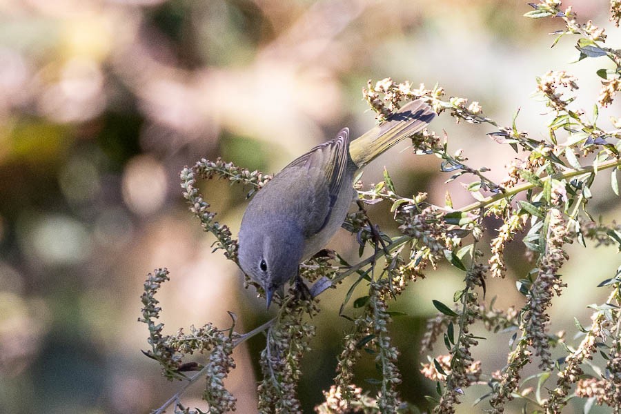 Orange-crowned Warbler - ML644222705