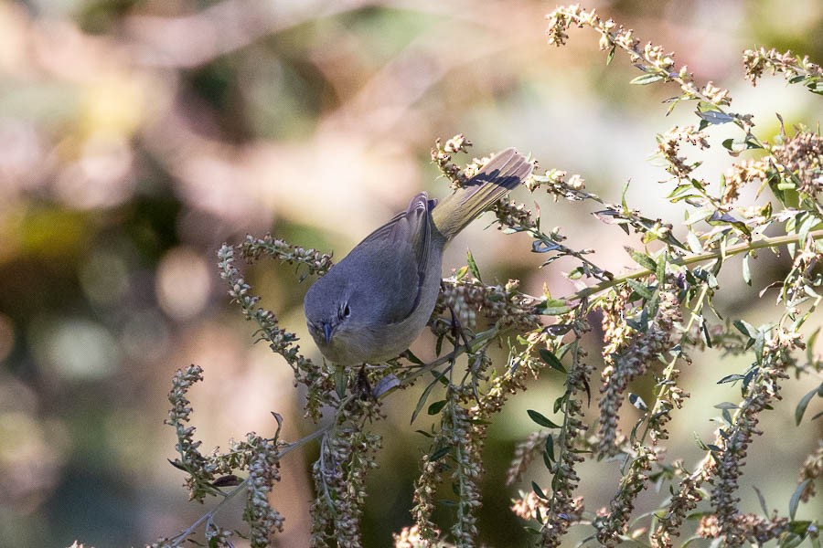 Orange-crowned Warbler - ML644222706