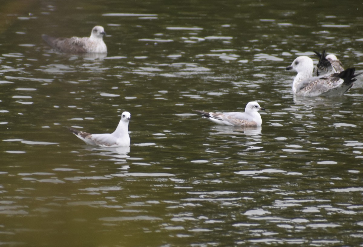 ニシズグロカモメ - ML644222707