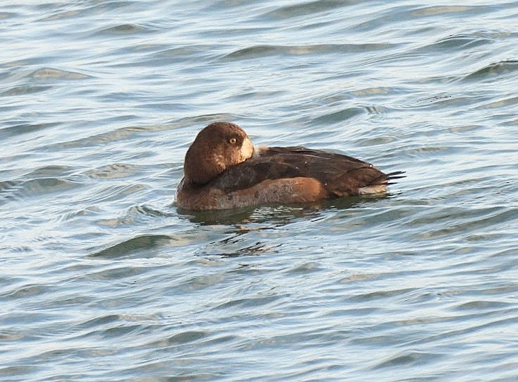 Морская чернеть - ML644222710