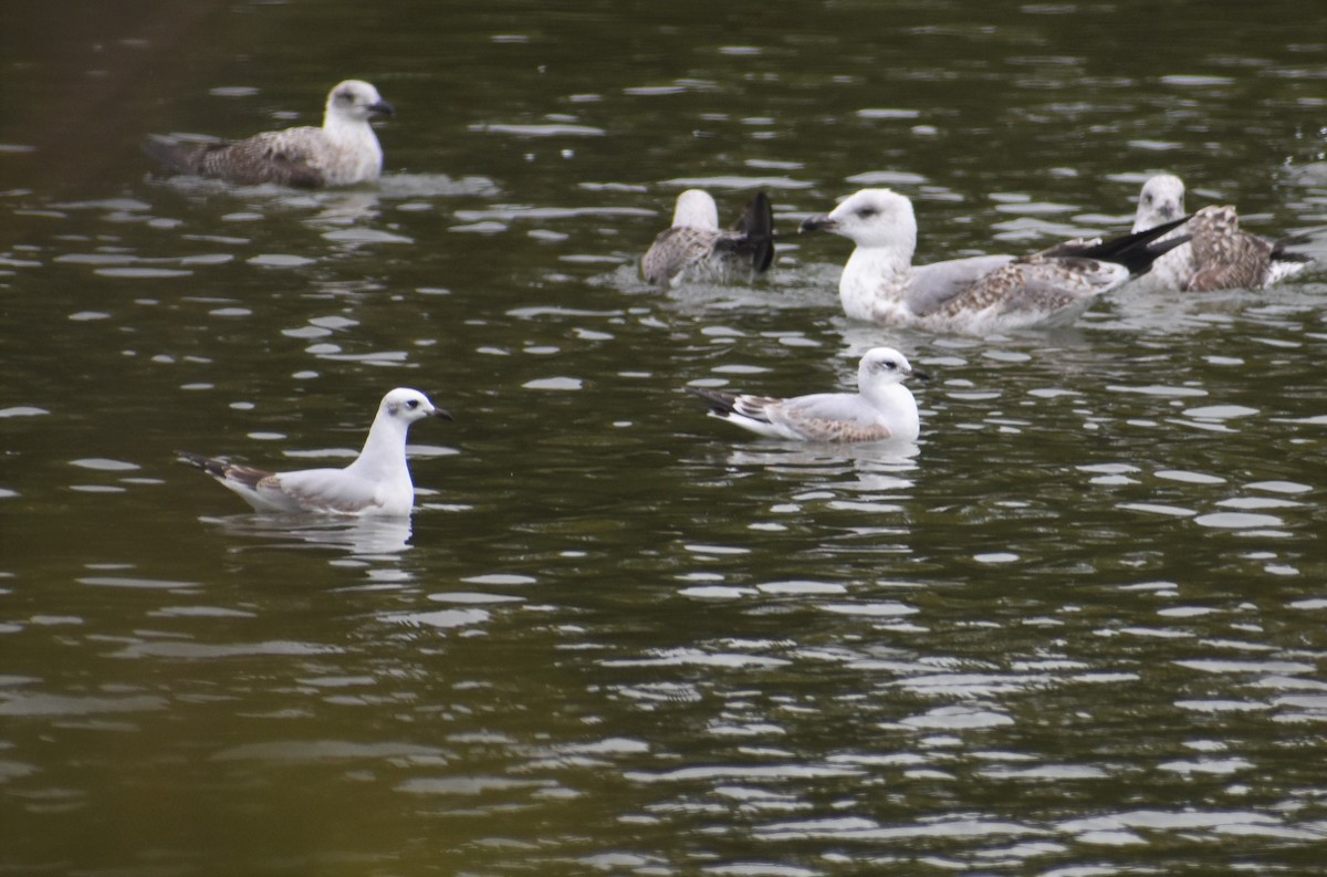 ニシズグロカモメ - ML644222714