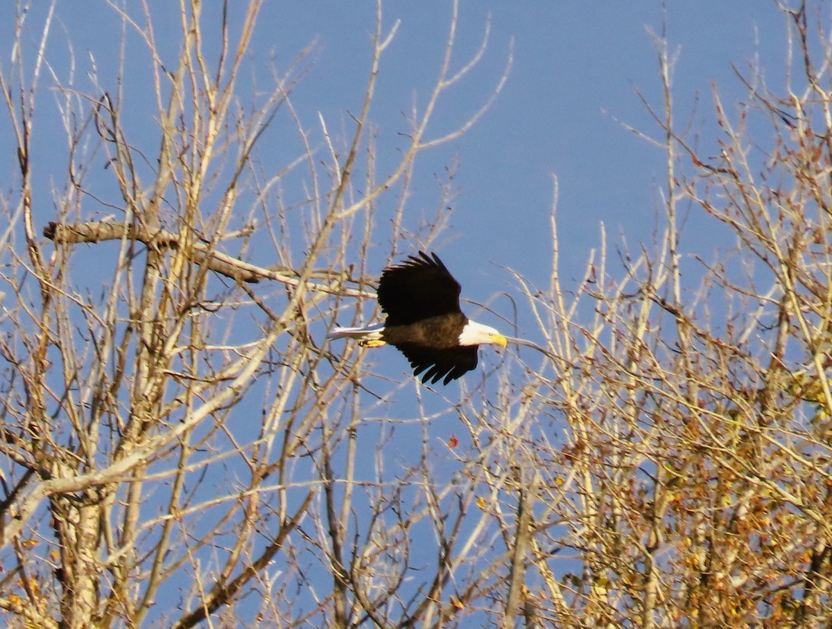 Bald Eagle - ML644222717