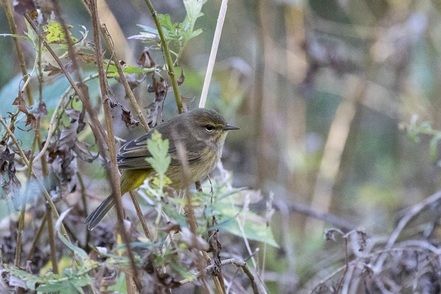 Palm Warbler - ML644222720