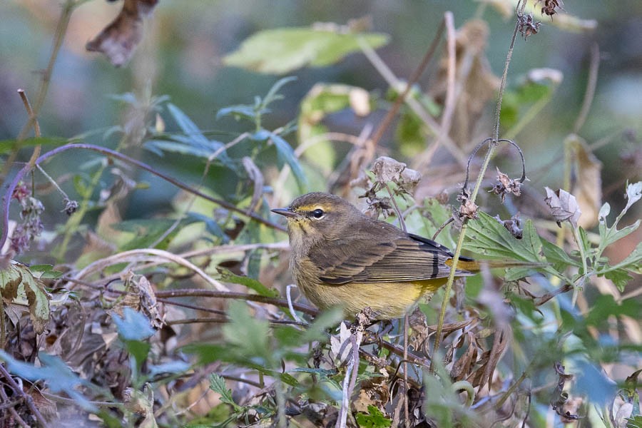 Palm Warbler - ML644222721