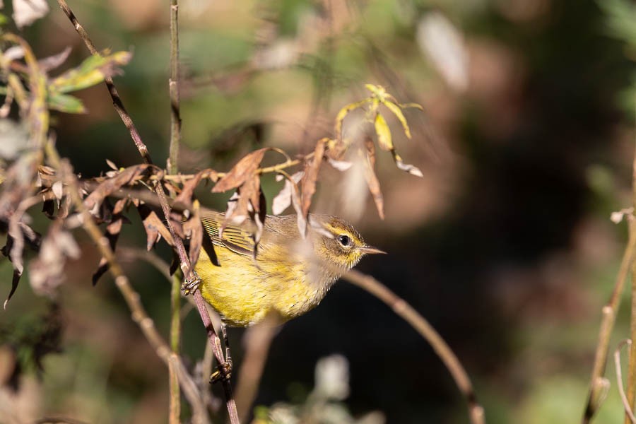 Palm Warbler - ML644222722