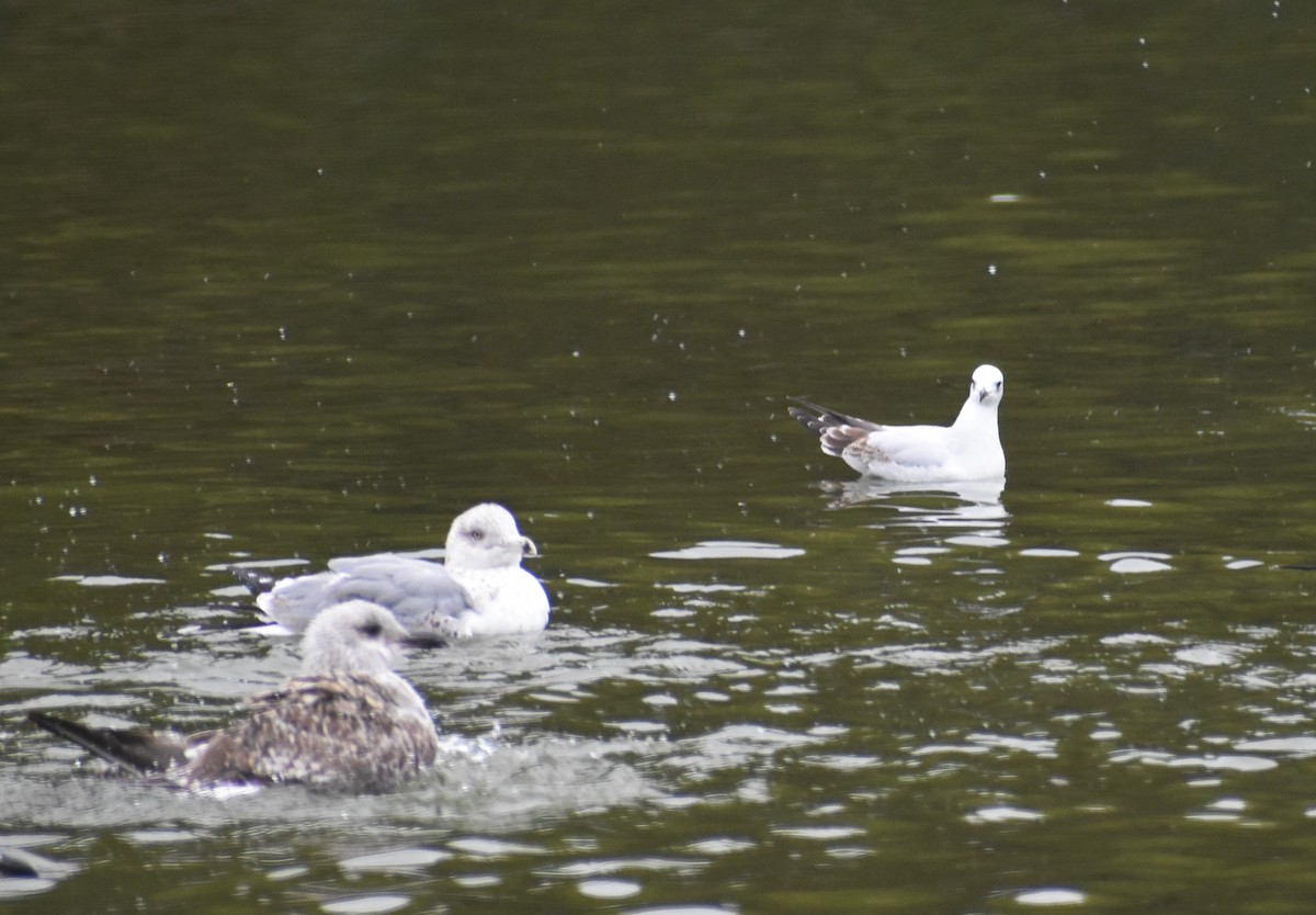 ニシズグロカモメ - ML644222724