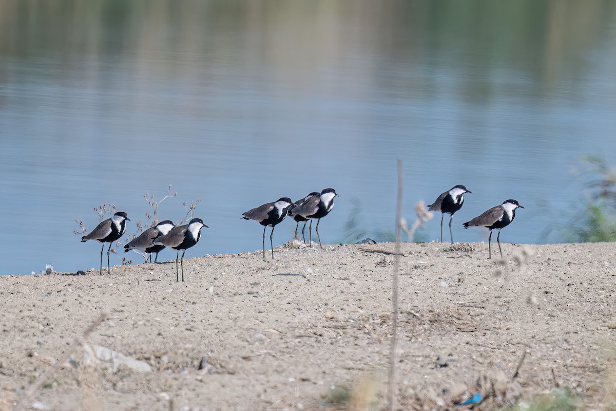 Vanneau à éperons - ML644222727